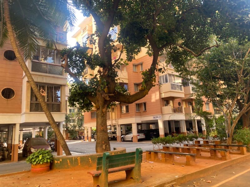 Jackfruit tree at RMV Clusters Phase II